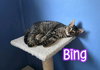 Bing - Photo 3