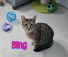 Bing - Photo 4