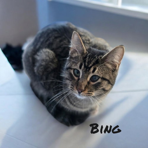 Bing, Young Domestic Short Hair / Mixed, cat for adoption in Findlay, Ohio