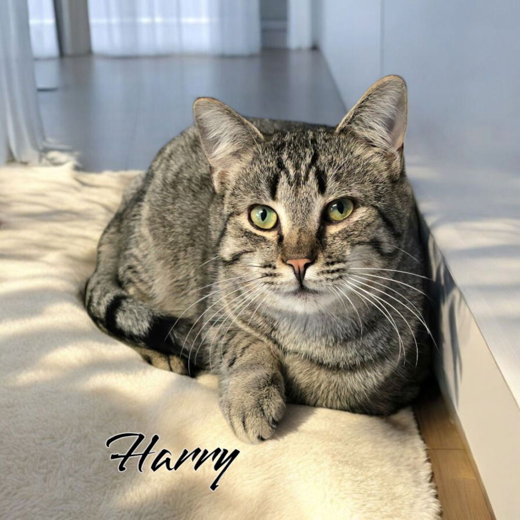 adoptable Cat in Port Clinton, OH named Harry