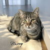 adoptable Cat in linton, IN named Harry