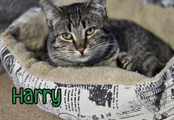 Harry