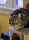 adoptable Cat in linton, IN named Carol