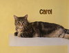 Carol - Photo 2