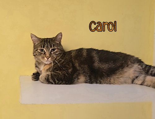 CAROL - Domestic Short Hair available for adoption
