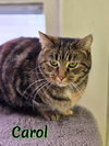 Carol - Photo 4