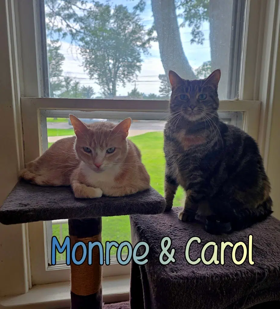 Carol image 2