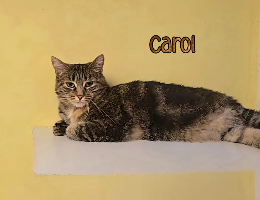 Carol image 3