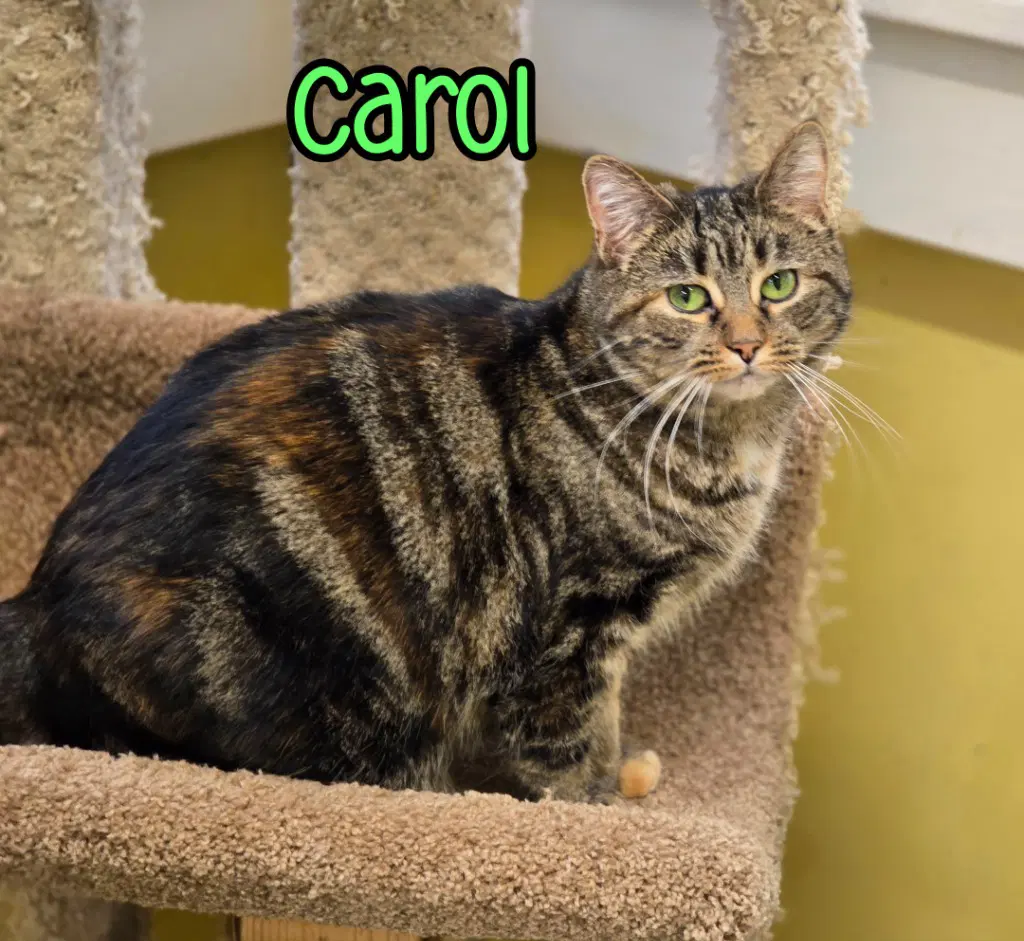 Carol image 4