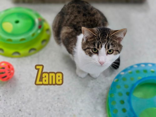 picture of the cat needing adoption