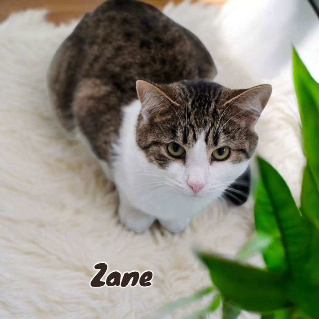adoptable Cat in Port Clinton, OH named Zane