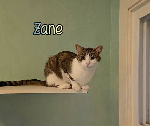ZANE - Domestic Short Hair available for adoption