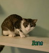 Zane - Photo 3