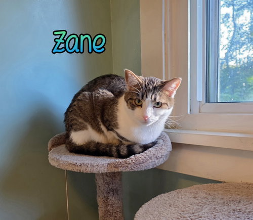 Zane, Young Domestic Short Hair / Mixed, cat for adoption in Findlay, Ohio