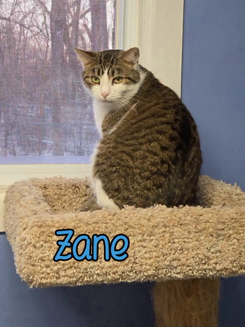 Photo 2 of Zane