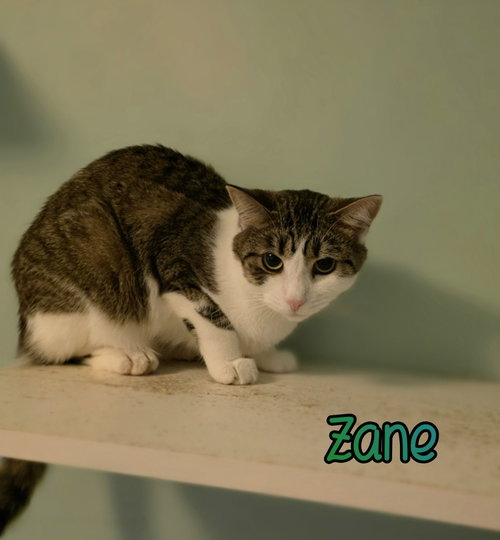 Photo 4 of Zane