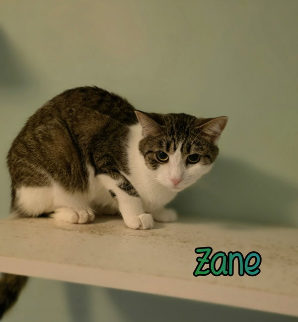 Zane
