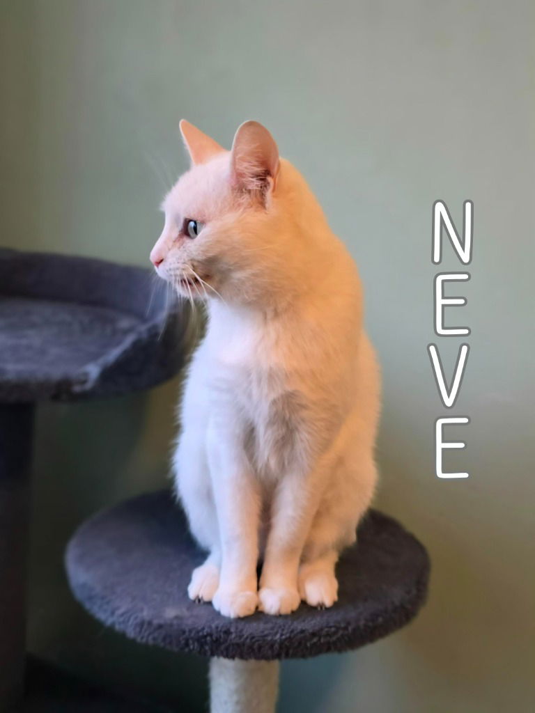 adoptable Cat in Port Clinton, OH named Neve