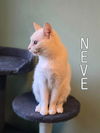 adoptable Cat in linton, IN named Neve
