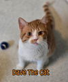 adoptable Cat in clinton, IN named Dave The Cat