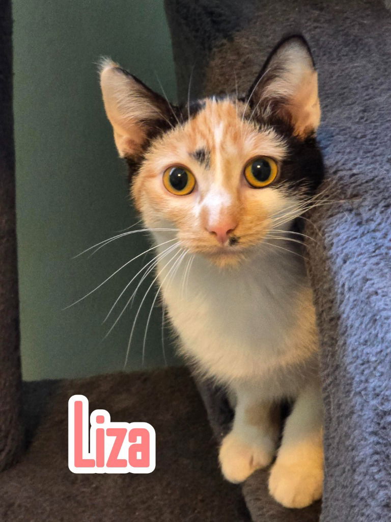 adoptable Cat in Port Clinton, OH named Liza