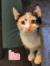 adoptable Cat in linton, IN named Liza