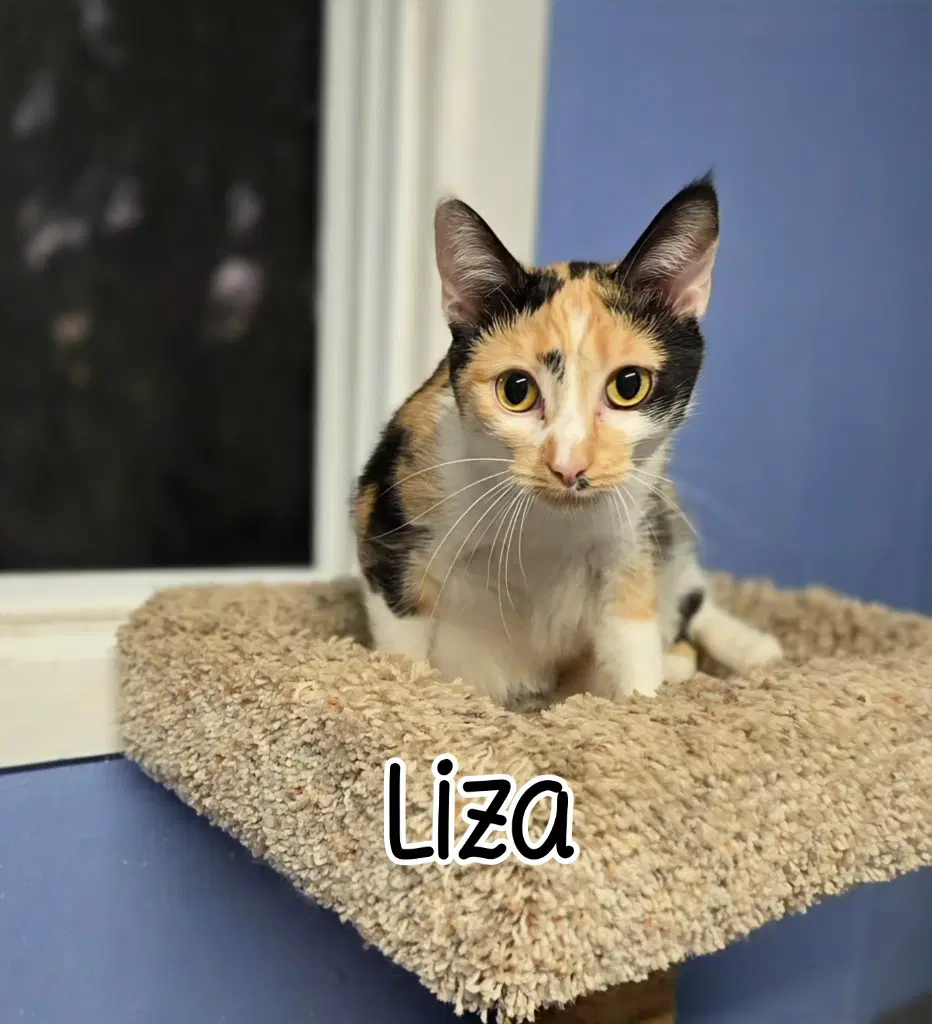 Liza - Domestic Short Hair