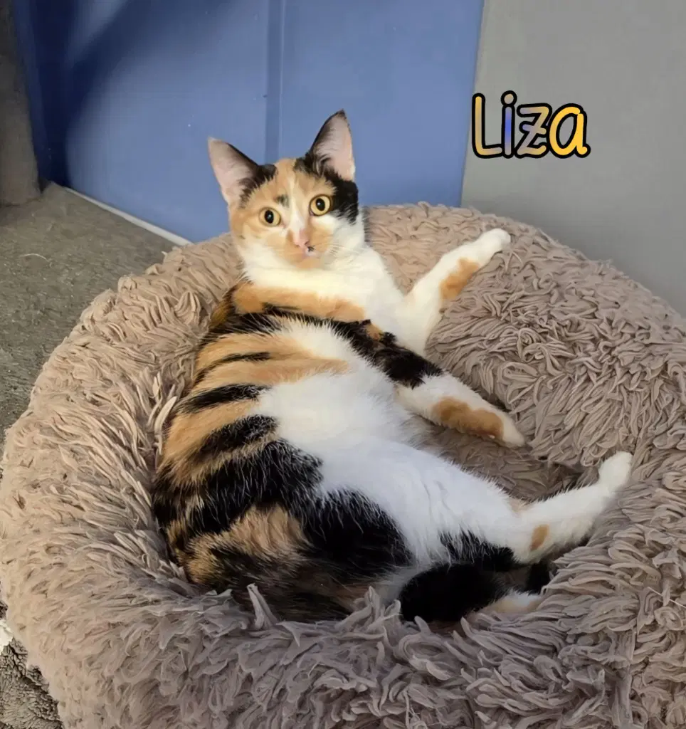 Liza image 2
