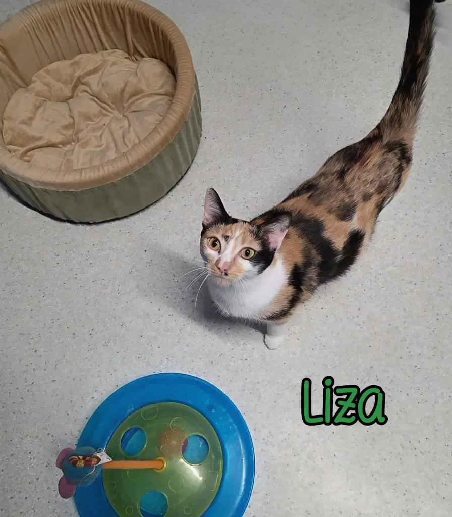 Liza image 3