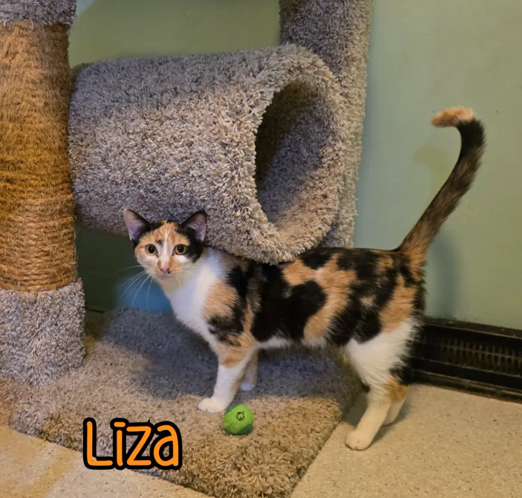 Liza image 4