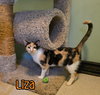 Liza - Photo 4