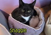 adoptable Cat in linton, IN named Snaggle