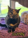 adoptable Cat in linton, IN named Journey