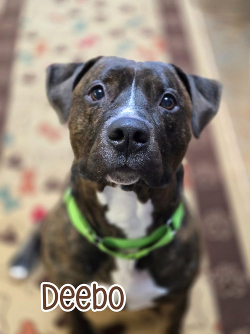 DEEBO - Mastiff / American Staffordshire Terrier available for adoption