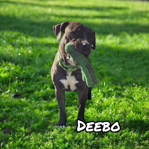 DEEBO - Mastiff / American Staffordshire Terrier available for adoption