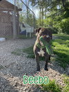 Deebo - Photo 3