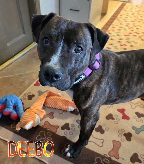 Deebo