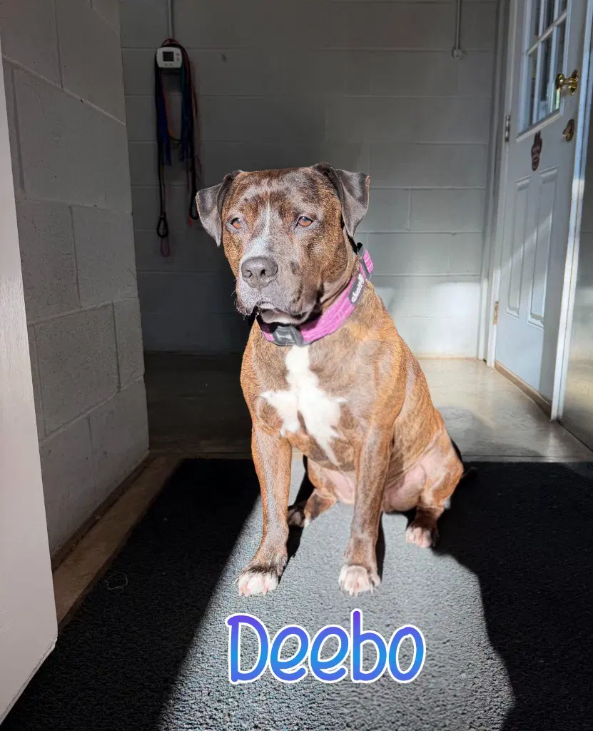 Deebo image 2