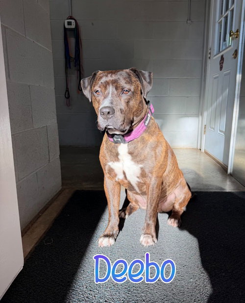 Photo 2 of Deebo