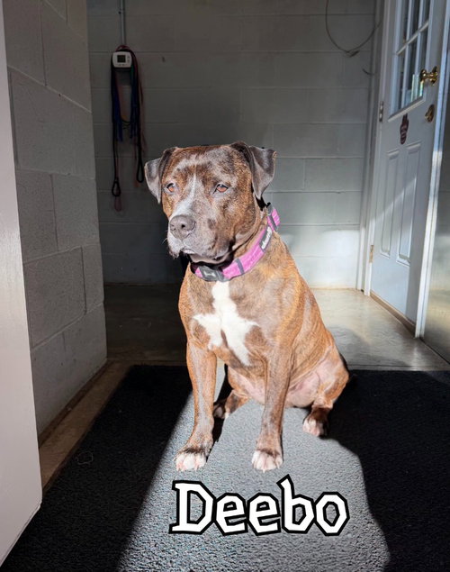 Photo 3 of Deebo