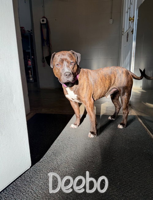 Photo 4 of Deebo