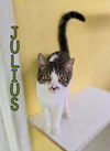 adoptable Cat in linton, IN named Julius
