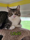 adoptable Cat in linton, IN named Lewie