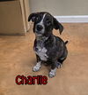 adoptable Dog in linton, IN named Charlie