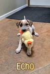 adoptable Dog in linton, IN named Echo