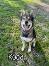 adoptable Dog in linton, IN named Koda (Kodiak)