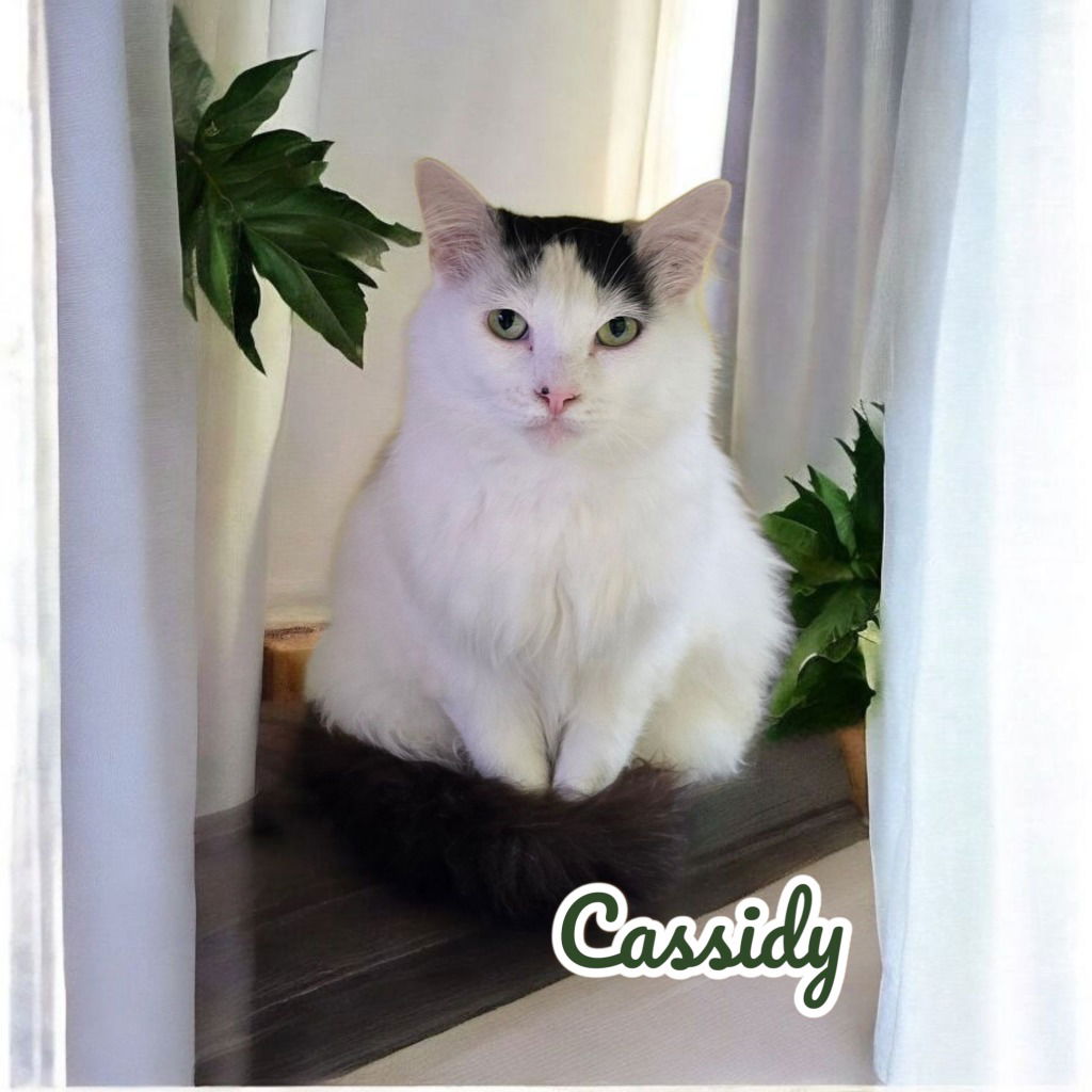 adoptable Cat in Port Clinton, OH named Cassidy