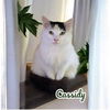 adoptable Cat in linton, IN named Cassidy
