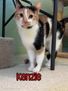 adoptable Cat in linton, IN named Kenzie