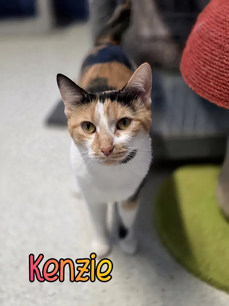 Kenzie - Domestic Short Hair
